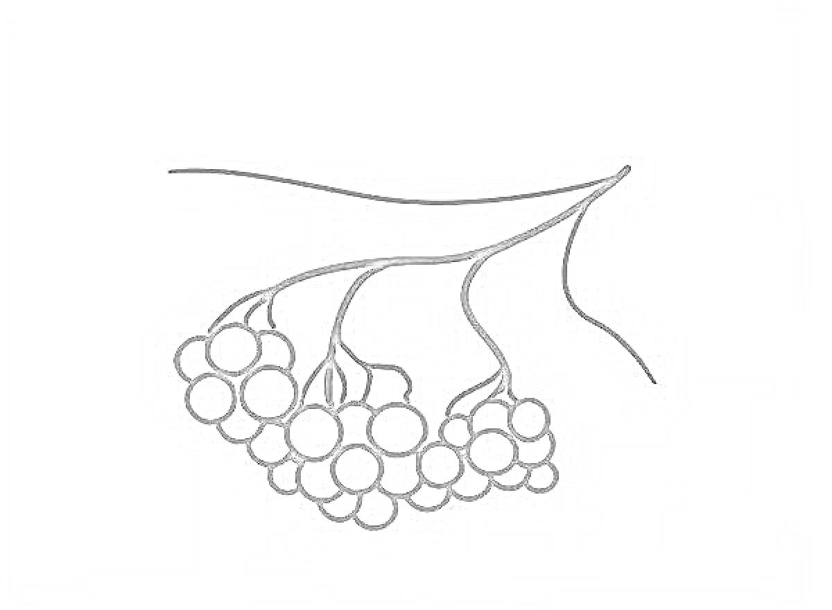 Раскраска Ветка рябины с ягодами