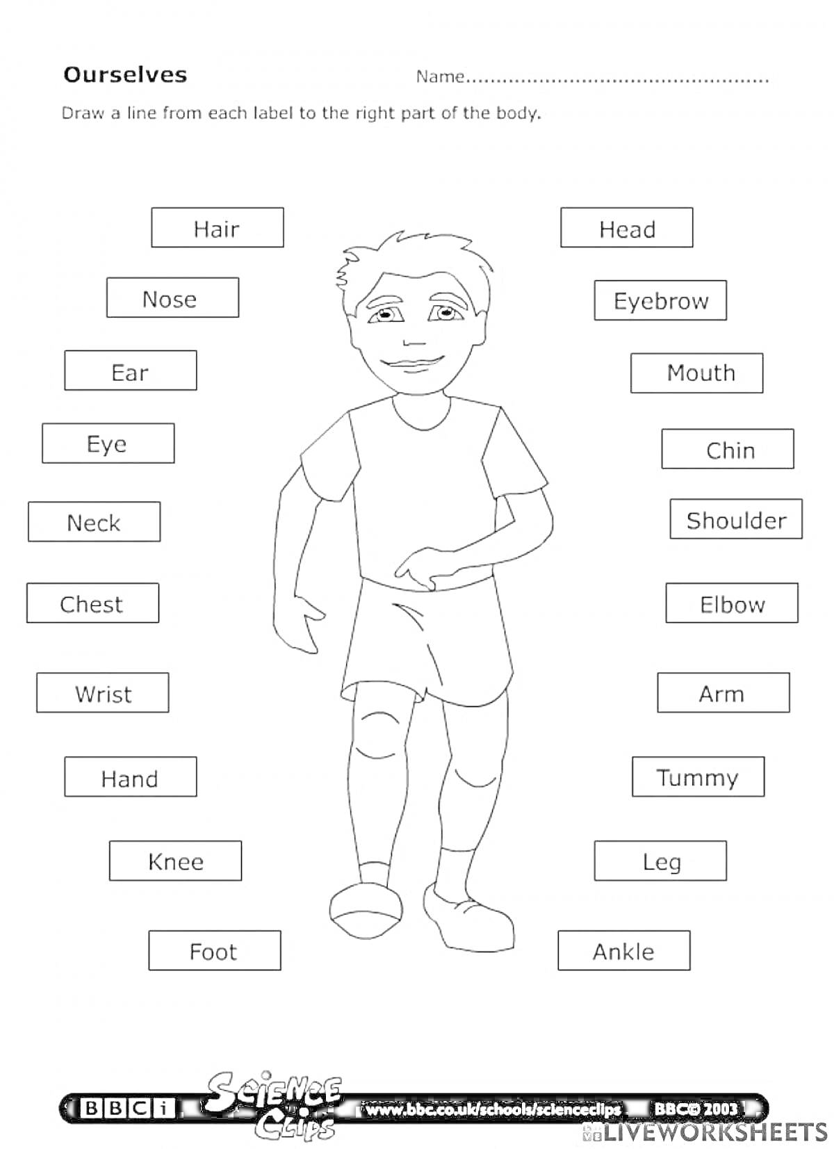 Раскраскаparts of the body: hair, head, eyebrow, nose, ear, eye, mouth, chin, neck, chest, shoulder, elbow, wrist, hand, arm, tummy, knee, leg, foot, ankle