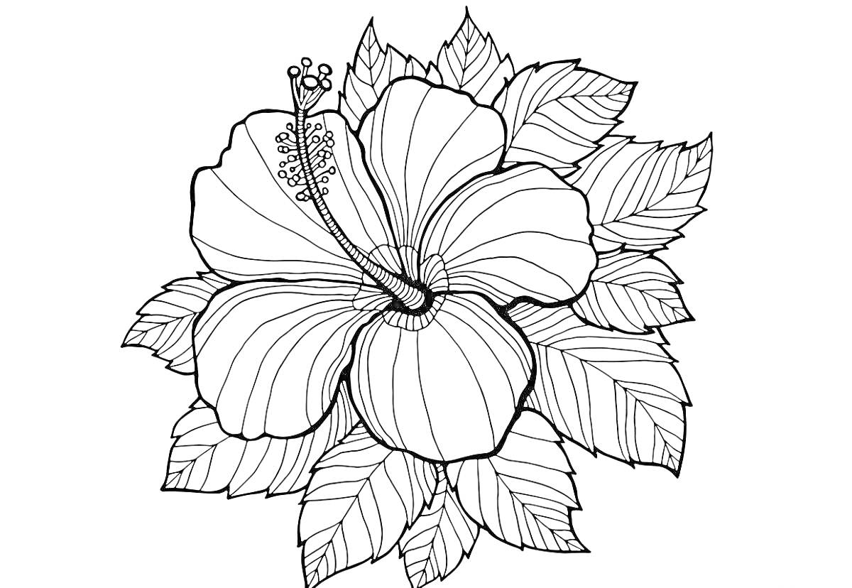 Раскраска Большой цветок гибискуса с листьями