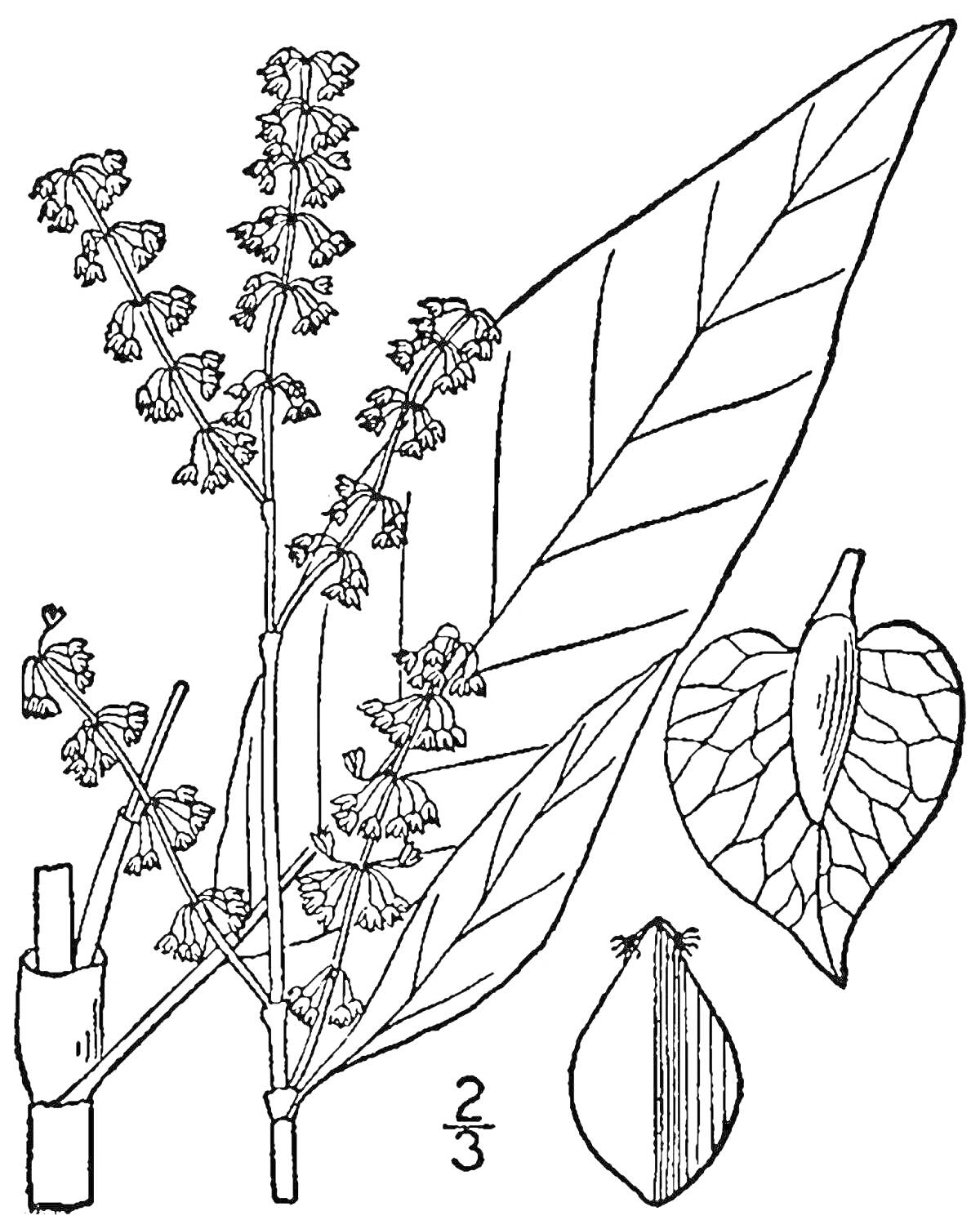 Раскраска Щавель с цветами, листьями и отдельными элементами