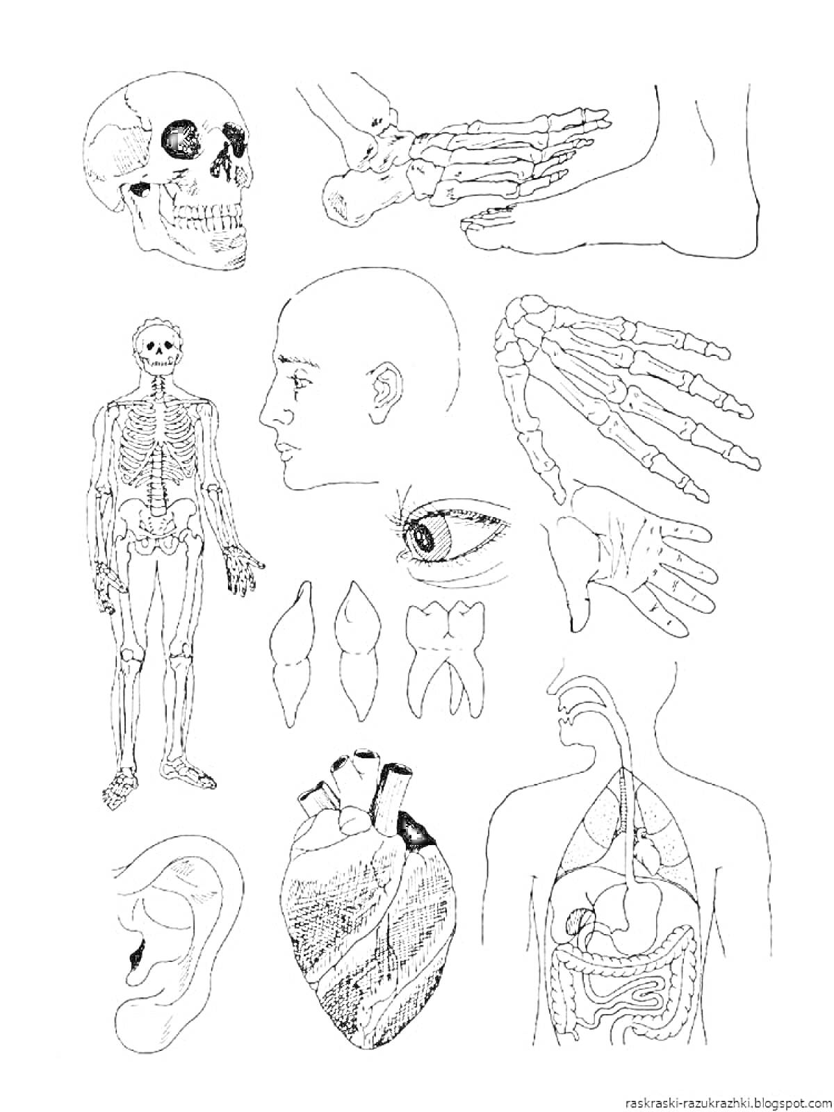 На раскраске изображено: Анатомия, Тело человека, Череп, Рука, Скелет, Голова, Кости, Зубы, Органы, Ухо