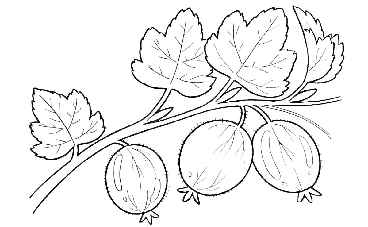 Раскраска Веточка смородины с листьями и ягодами