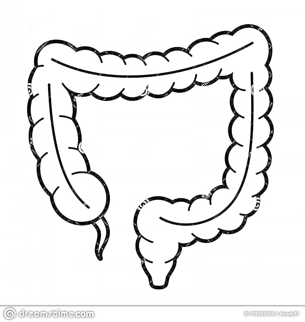Раскраска Очертание человеческого кишечника