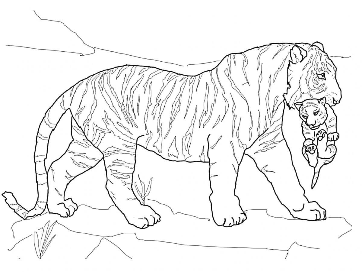 Раскраска Тигрица, несущая тигрёнка через пустынный ландшафт