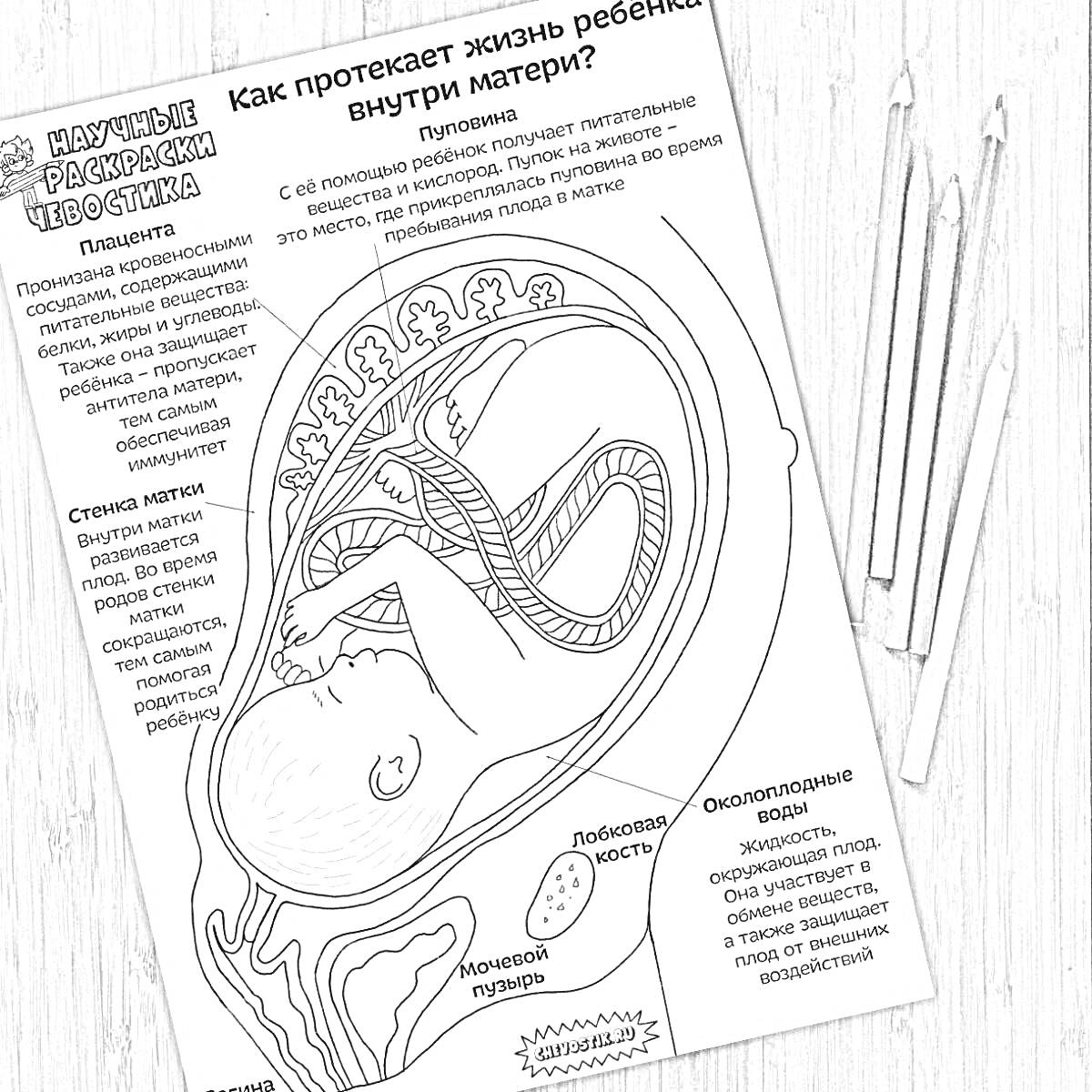 На раскраске изображено: Беременность, Анатомия, Учебные материалы