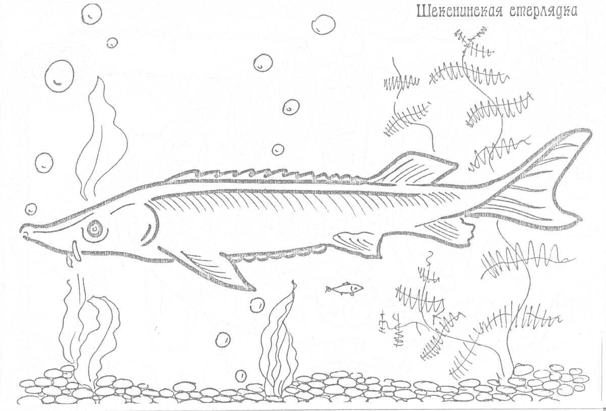 Раскраска Осётр под водой с пузырьками и растениями
