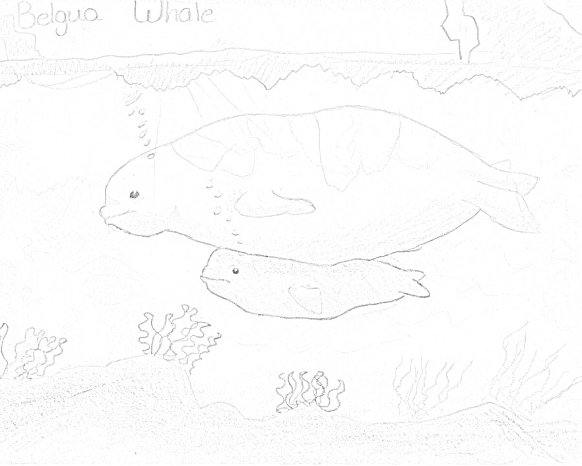 Раскраска Белухи в подводном мире, пара белух (одна крупная и одна поменьше) на фоне водорослей и морских растений
