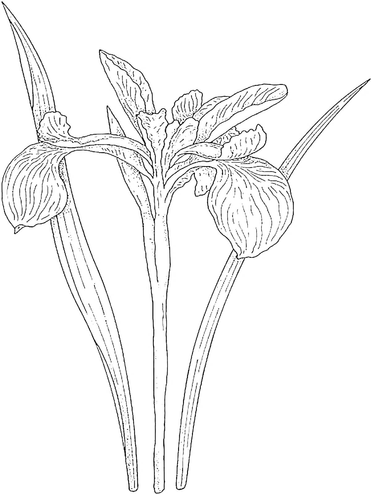 На раскраске изображено: Ирис, Цветы, Листья