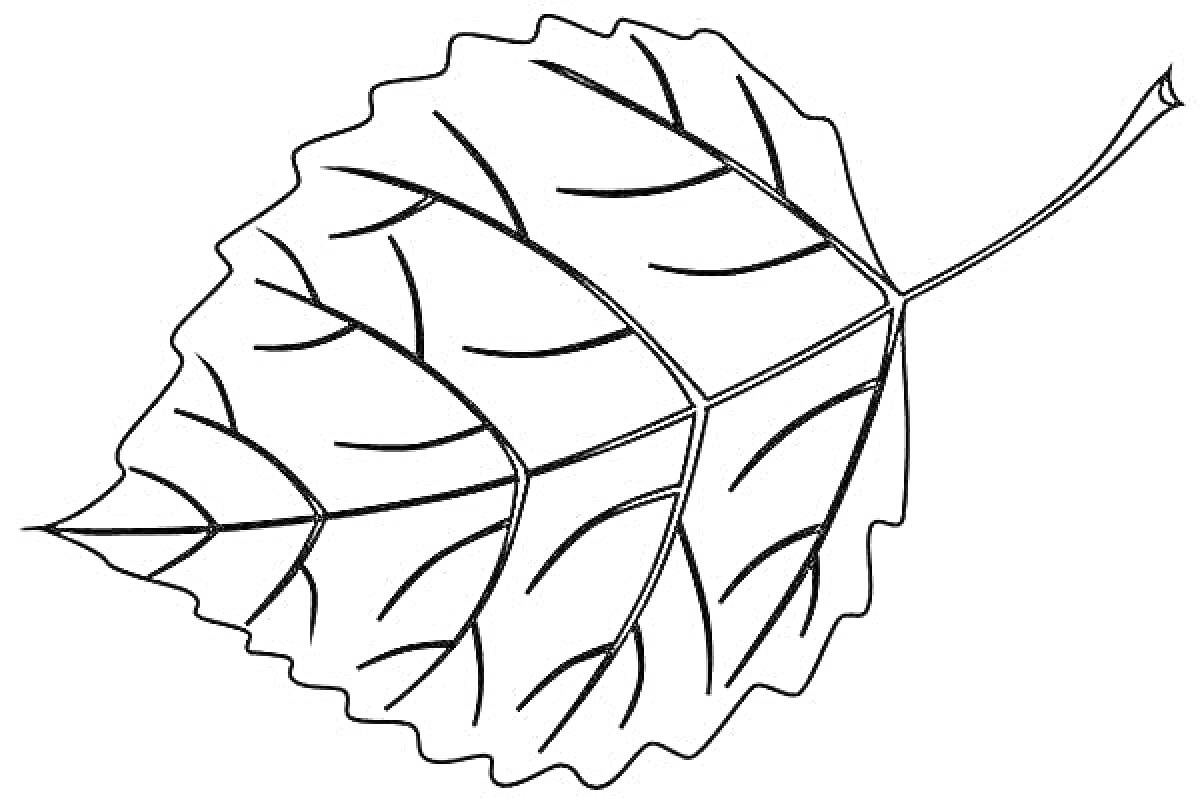 Раскраска Лист березы с прожилками и стеблем