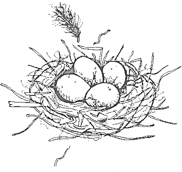 Раскраска Гнездо с четырьмя яйцами и пером
