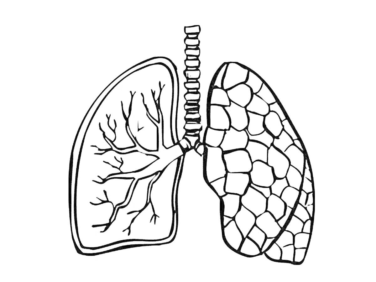 Раскраска Легкие человека с бронхами и трахеей