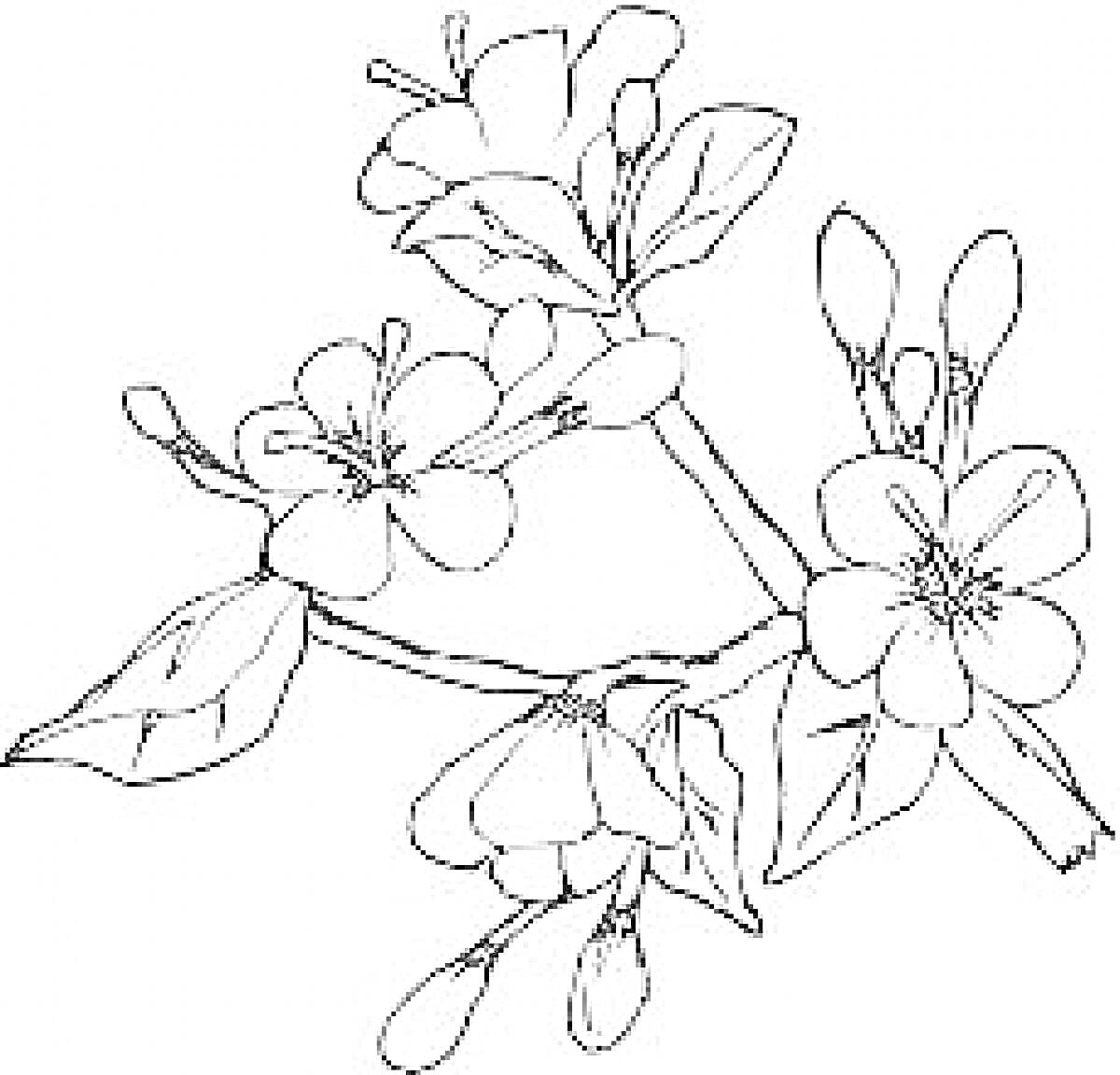 Раскраска Цветущая ветка с весенними цветами и листьями