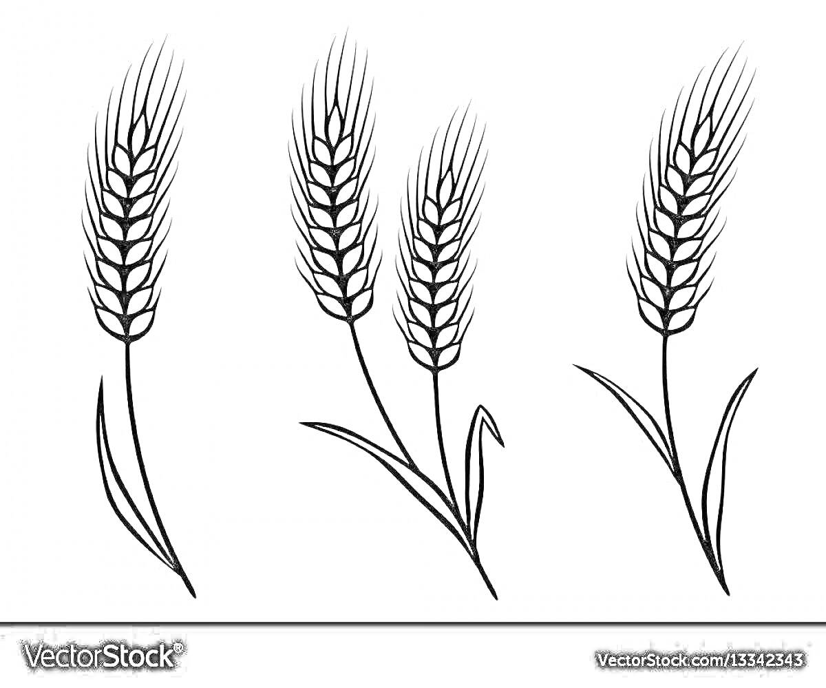 Раскраска Три колоска пшеницы с листьями