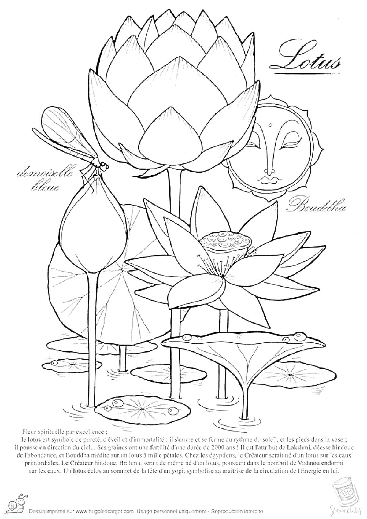 Раскраска Лотос с распустившимися и закрытыми цветами, водяными листьями, стрекозой и изображением Будды.