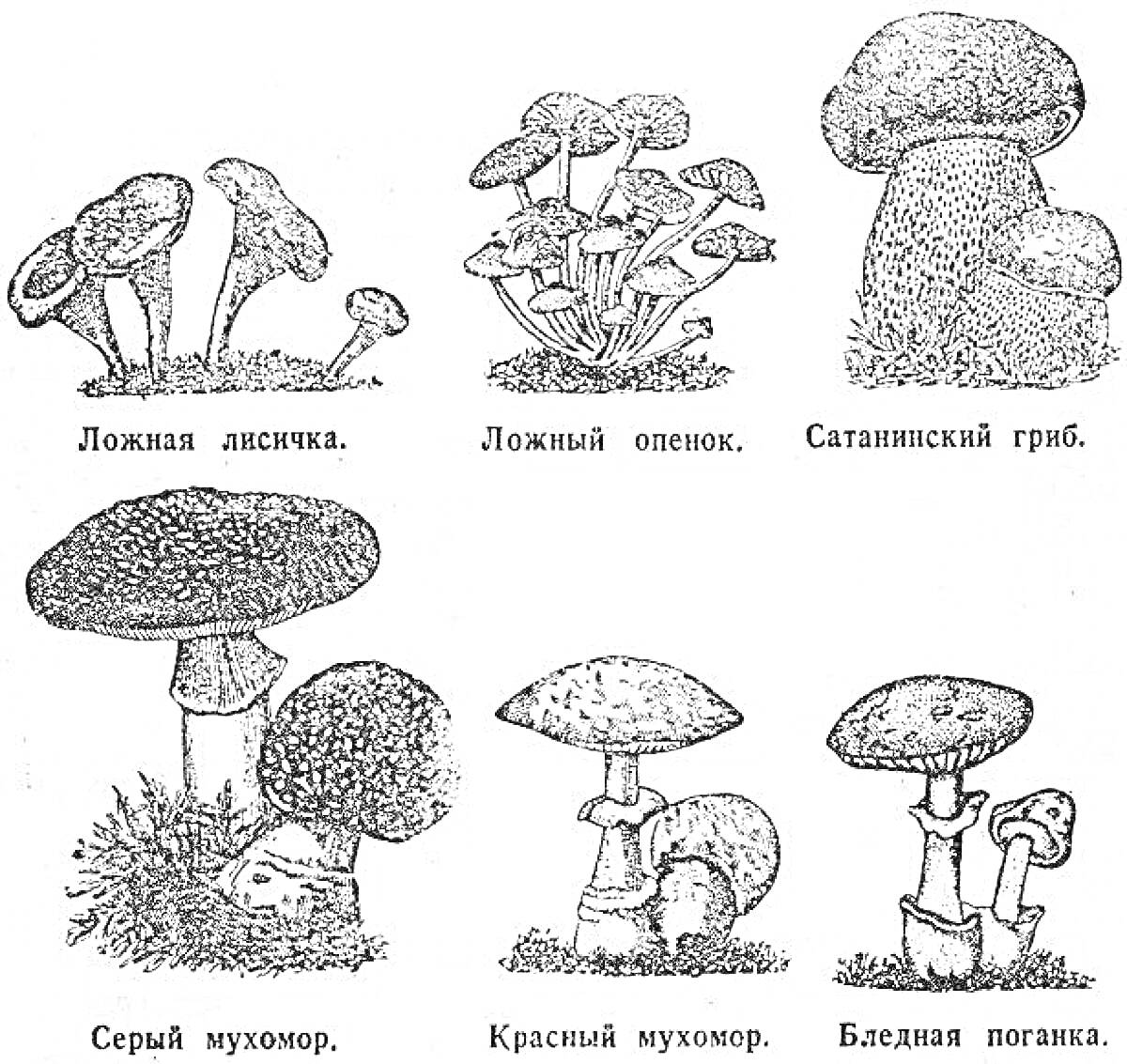 Ложная лисичка, Ложный опенок, Сатанинский гриб, Серый мухомор, Красный мухомор, Бледная поганка