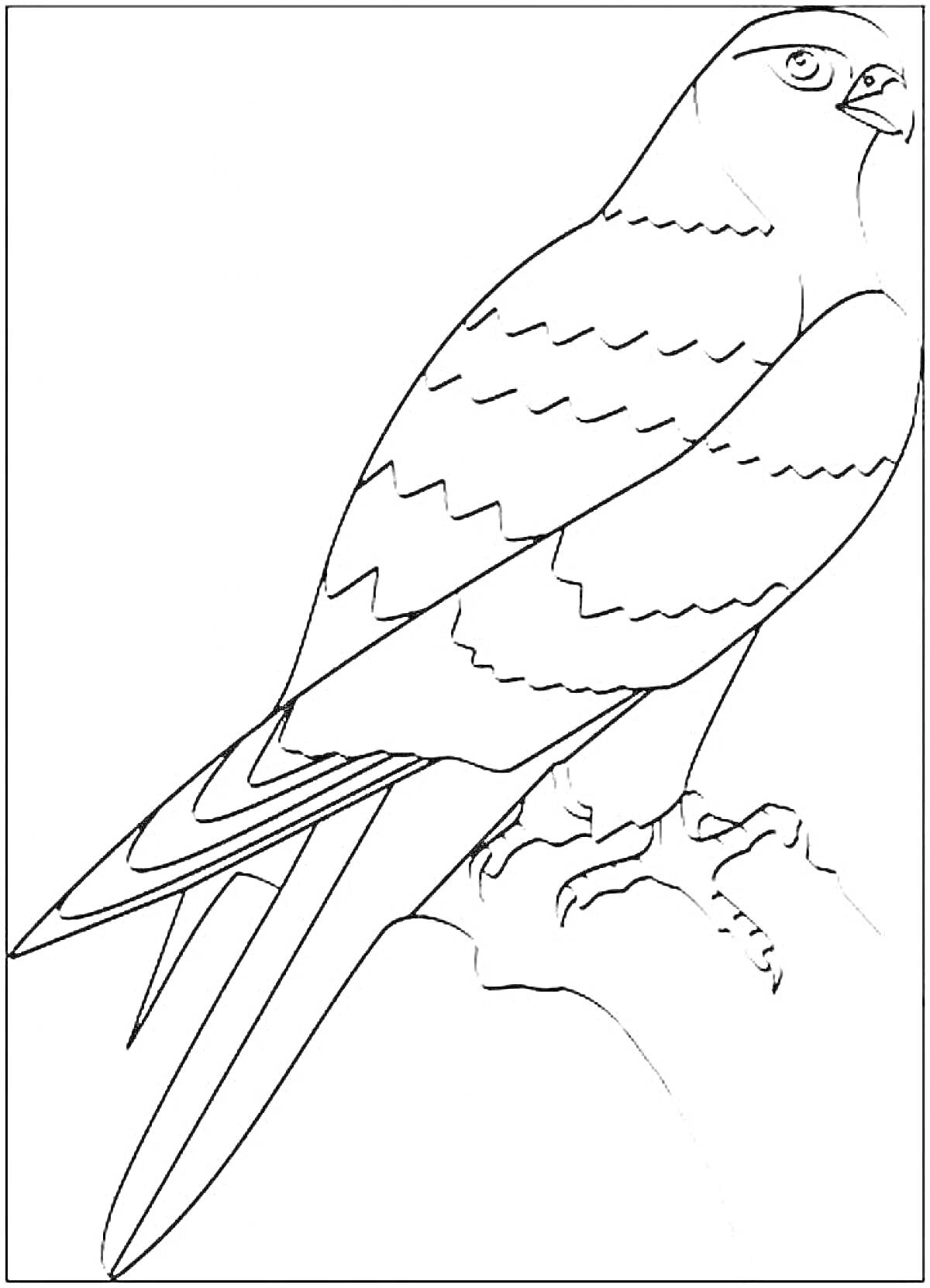 На раскраске изображено: Сокол, Птица, Природа, Контурные рисунки