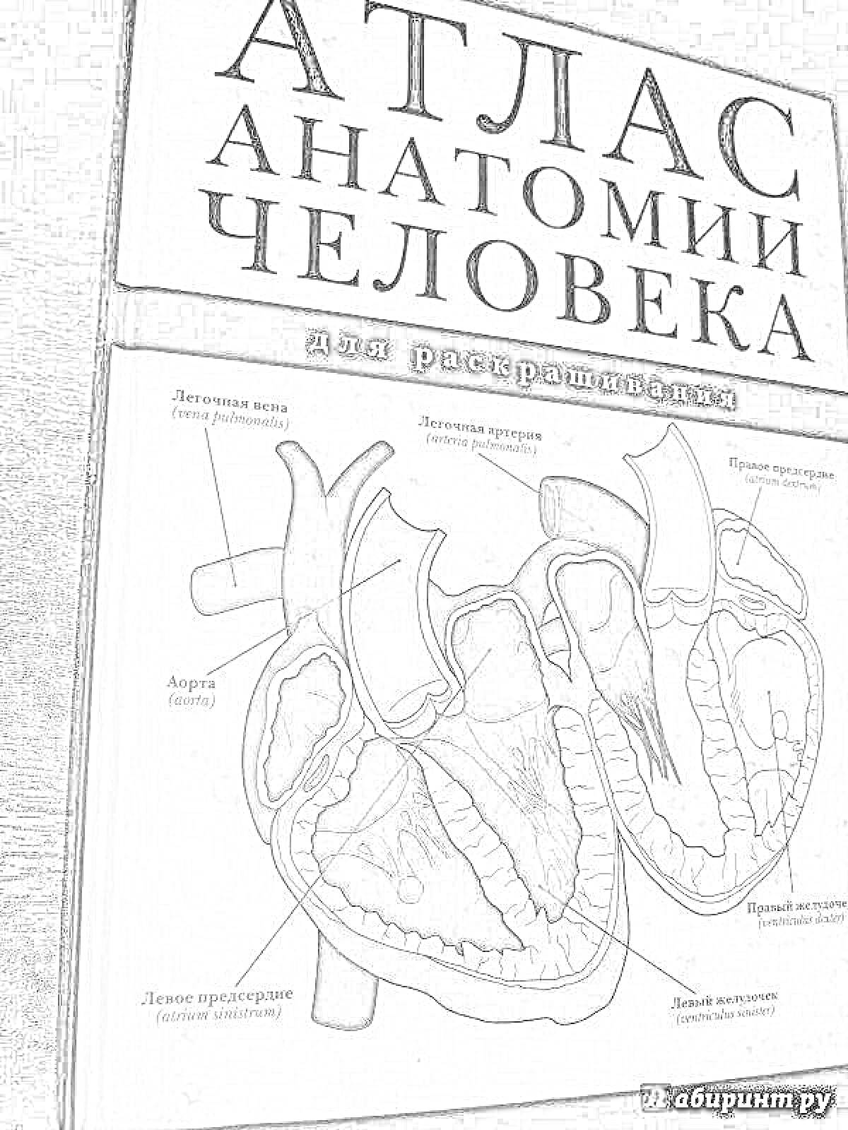 Раскраска Атлас анатомии человека для раскрашивания, включая изображение внутренних частей сердца, как артерий, так и клапанов, таких как легочный клапан, аорта, двустворчатый клапан и полулунный клапан.