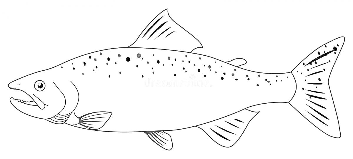 Раскраска Раскраска с изображением рыбы кеты с отмеченными плавниками, глазами, чешуей и пятнами на теле.