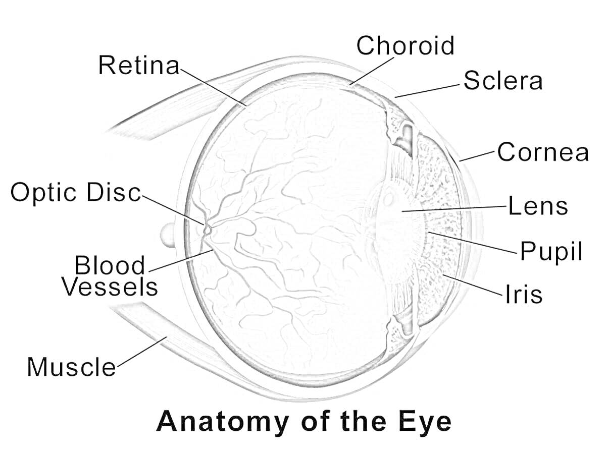 Раскраска Анатомия глаза: сетчатка, сосудистая оболочка, склера, роговица, хрусталик, зрачок, радужка, зрительный диск, кровеносные сосуды, мышца