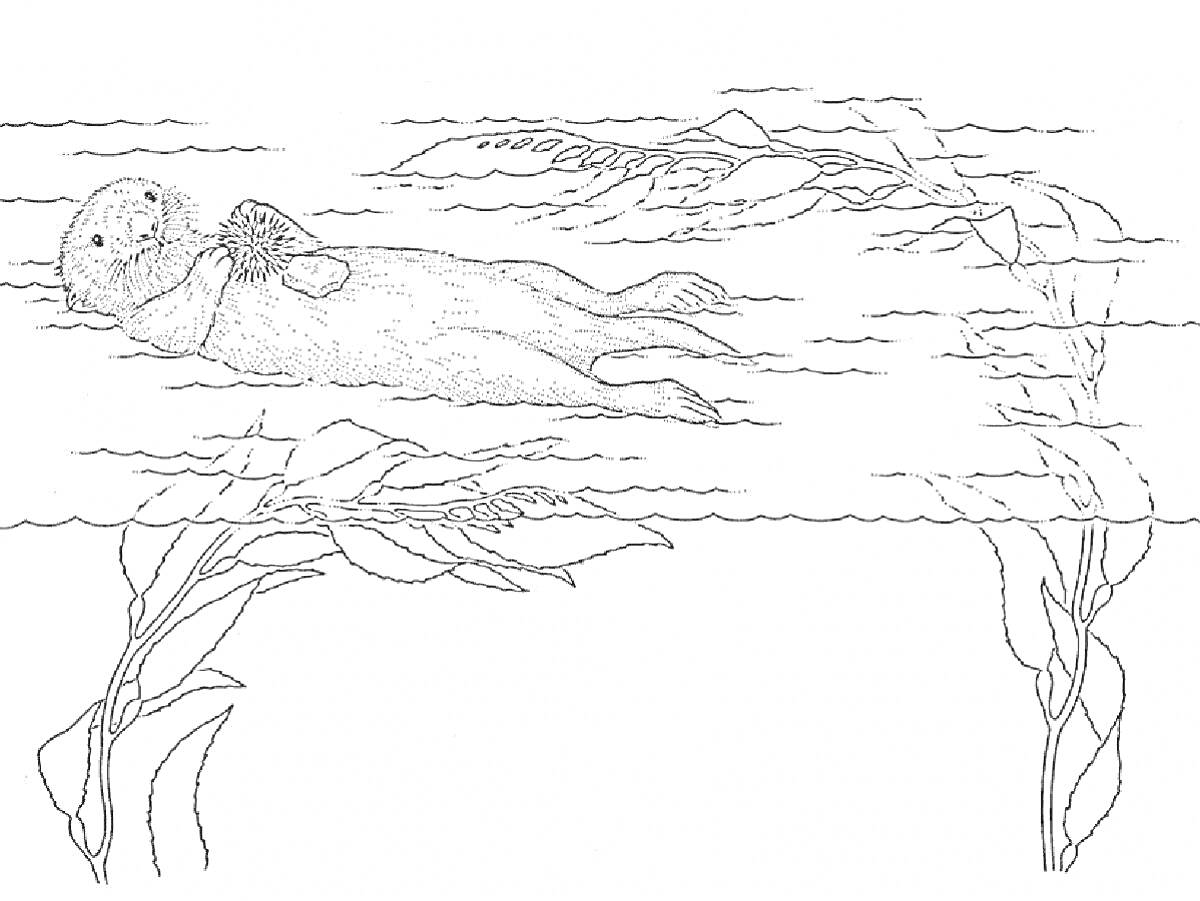 На раскраске изображено: Выдра, Вода, Плавание, Река, Подводная растительность, Природа, Животные
