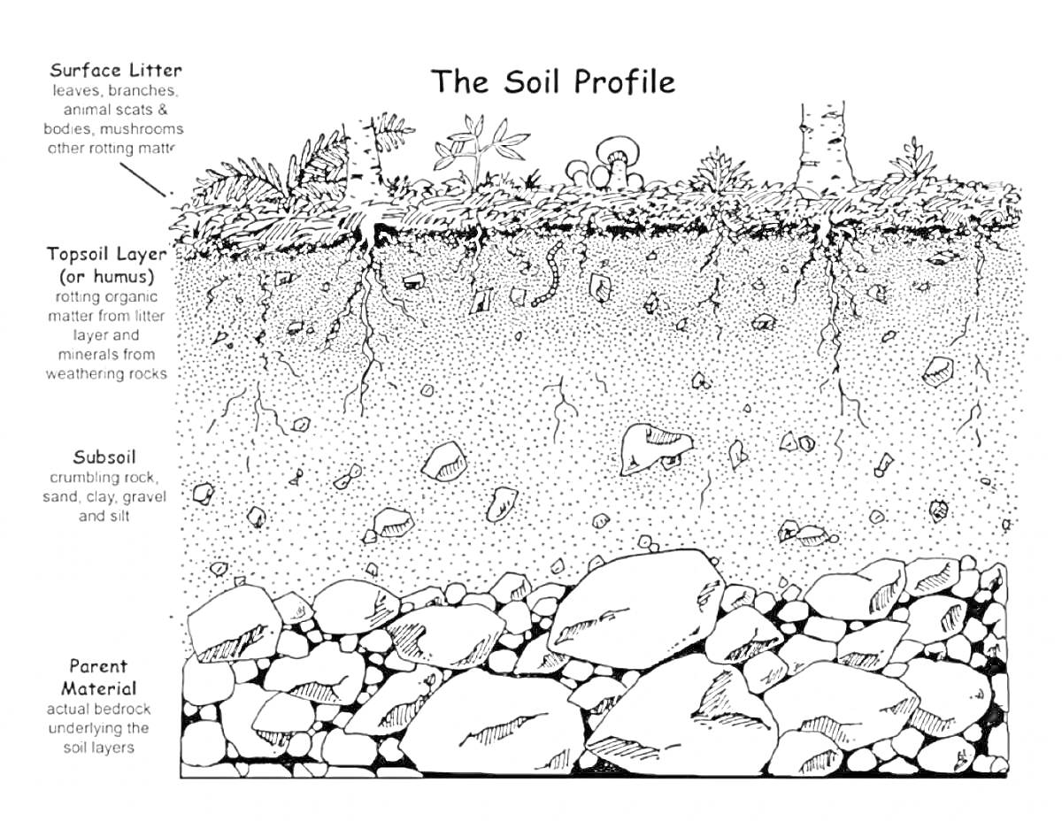 Профиль почвы с надписями: поверхностный мусор (листья, иголки, веточки), верхний слой (или гумус, состоящий из разлагающегося органического вещества), подпочва (содержащая песок, глину и минералы), материнский материал (несортированные осадочные породы и
