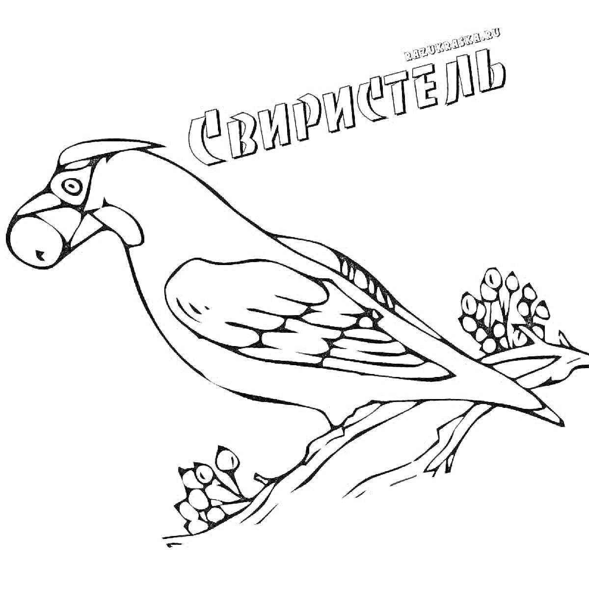 На раскраске изображено: Свиристель, Зимующие птицы, Ветка, Ягоды, 4-5 лет