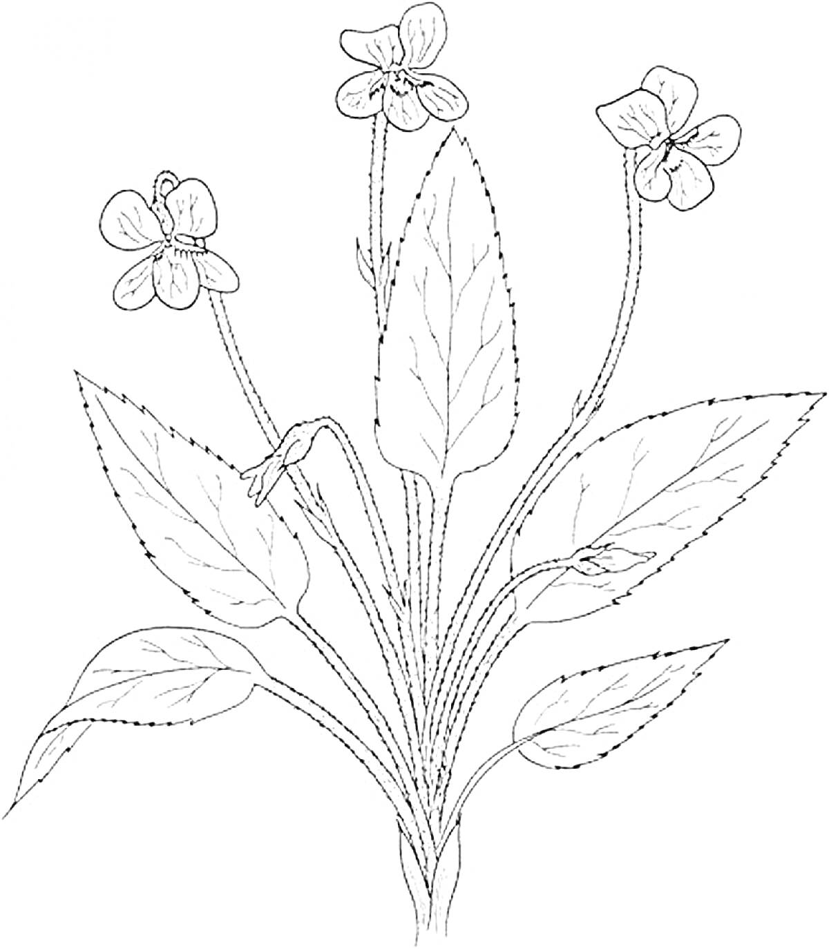 Раскраска Фиалка с цветами и листьями