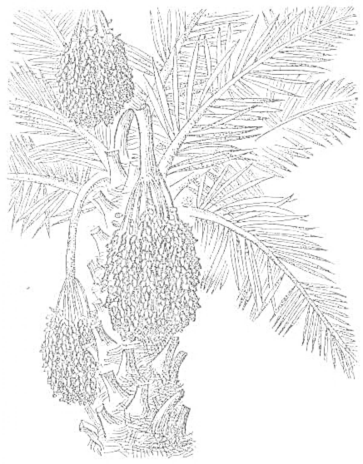 Раскраска Финиковая пальма с ветвями и гроздьями фиников