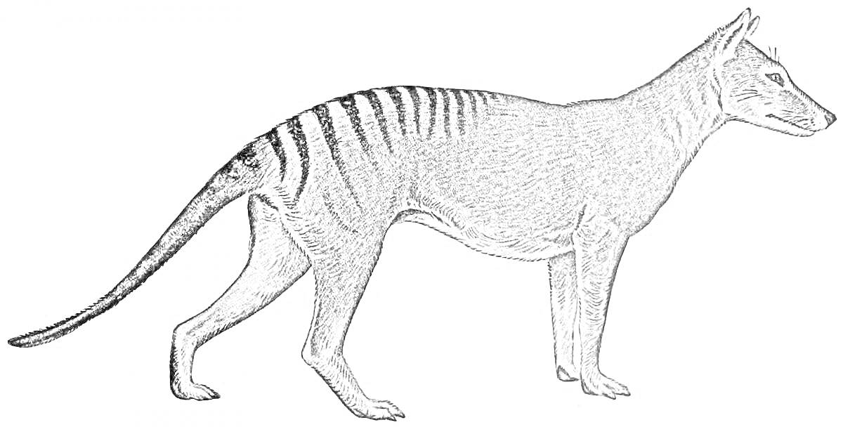 сумчатый волк в профиль с полосами на спине