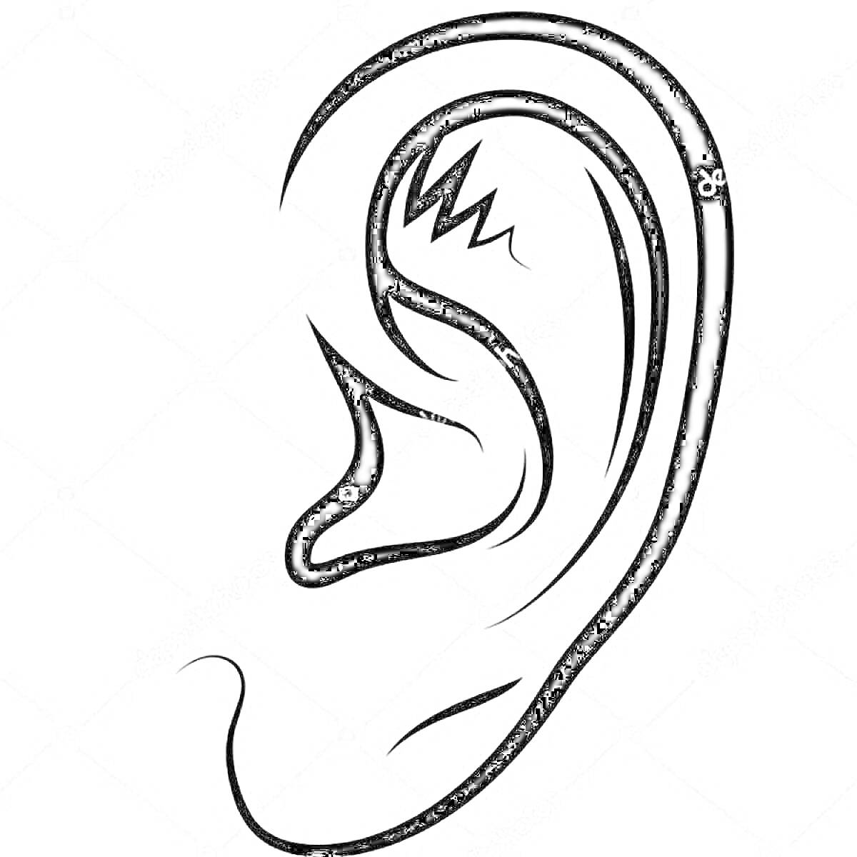 Раскраска Линии анатомического уха