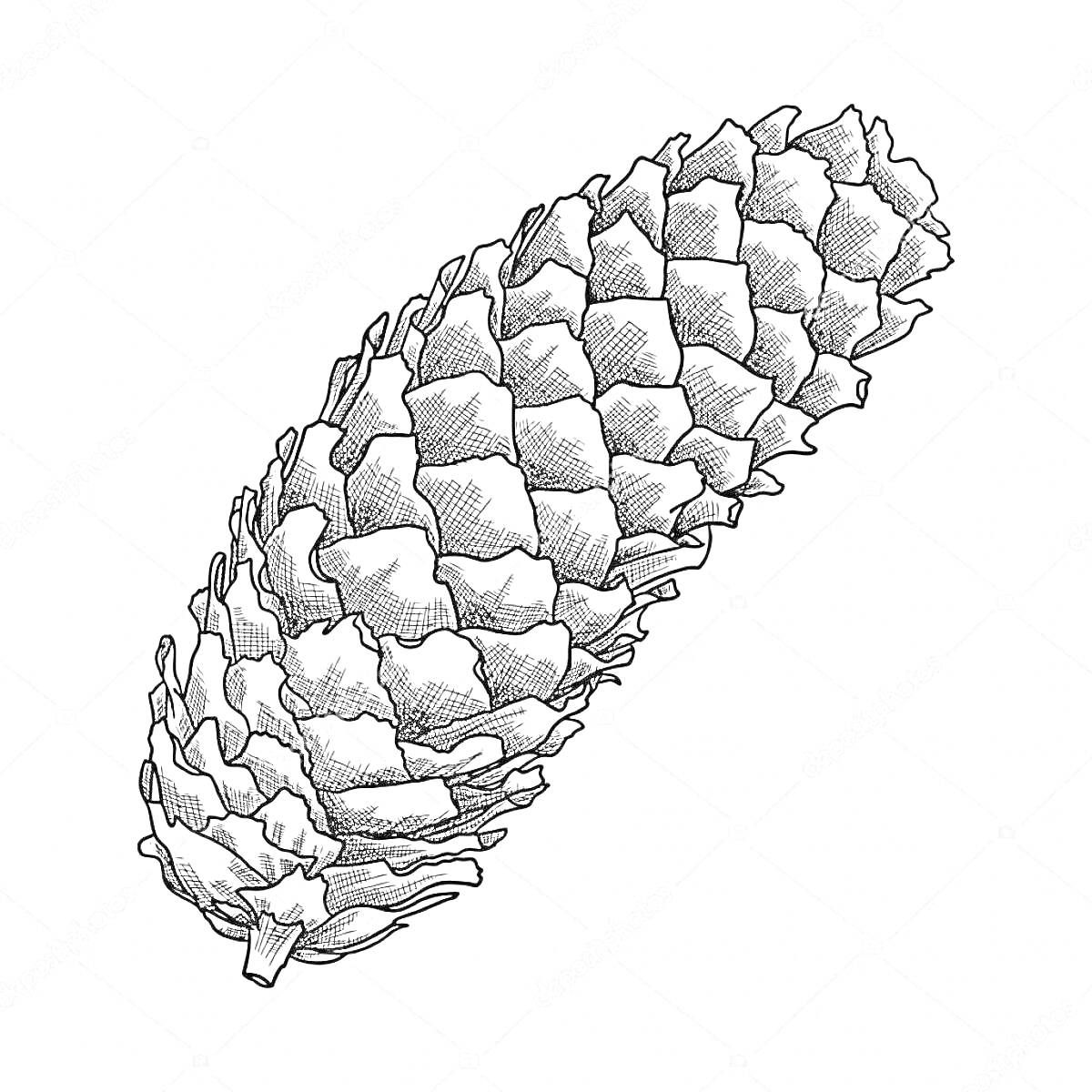 Раскраска Черно-белая раскраска еловой шишки