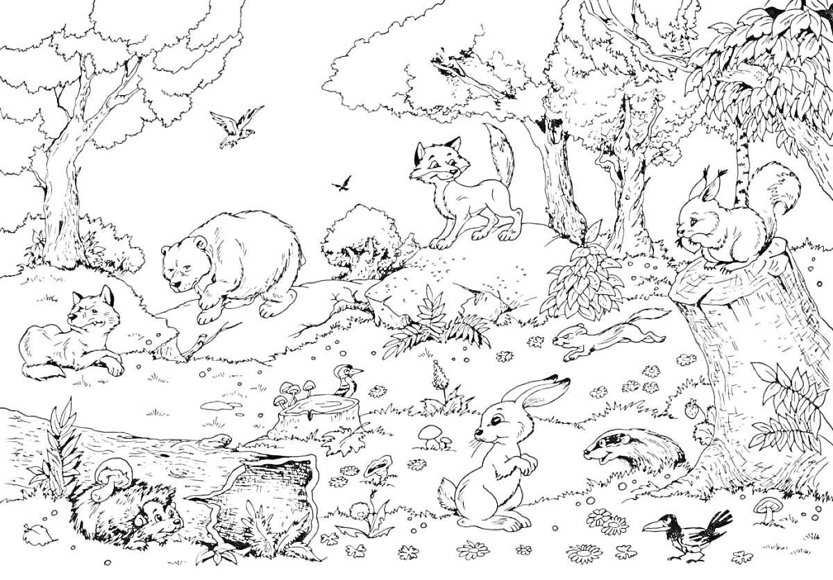 Раскраска Животные в лесу: медведь, лиса, енот, белка, волк, кролик, птицы, деревья, кусты, пень, грибы