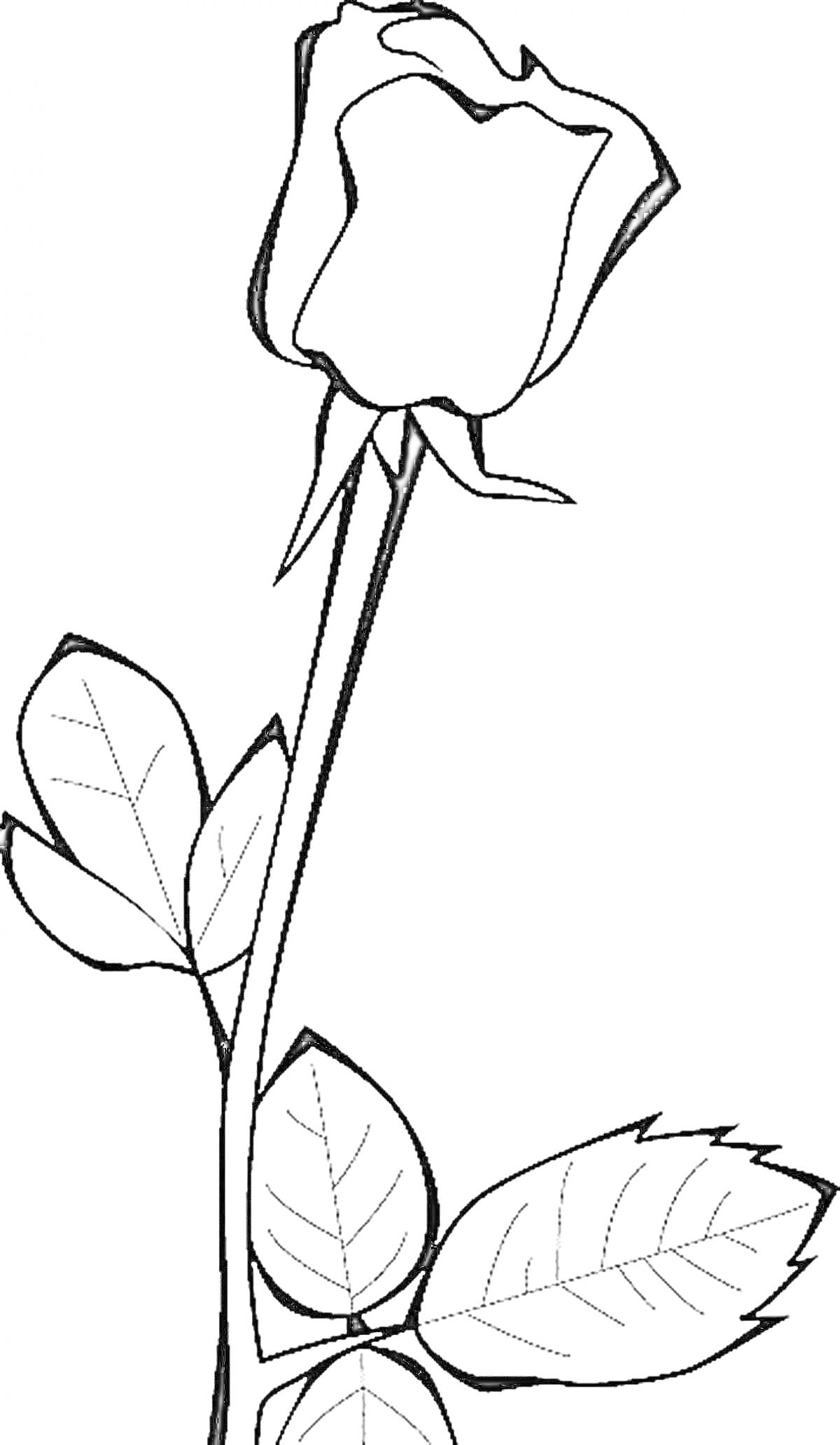 Раскраска Раскраска с изображением стебля розы с листьями и бутоном