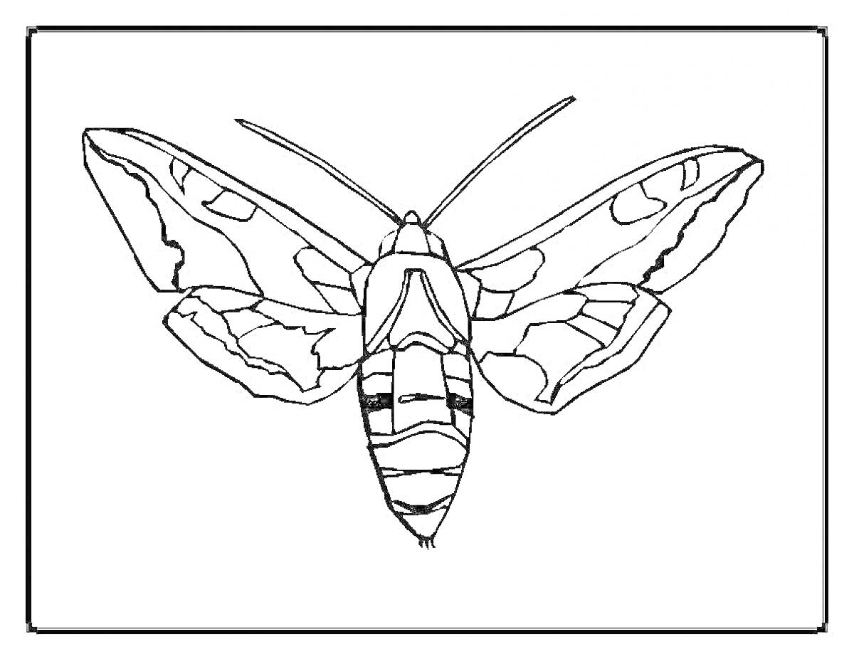 Раскраска Бражник с расправленными крыльями на фоне рамки