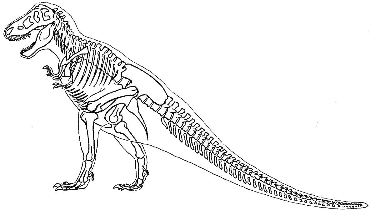 Раскраска Скелет динозавра стоящий на задних лапах, с длинным хвостом и открытой пастью