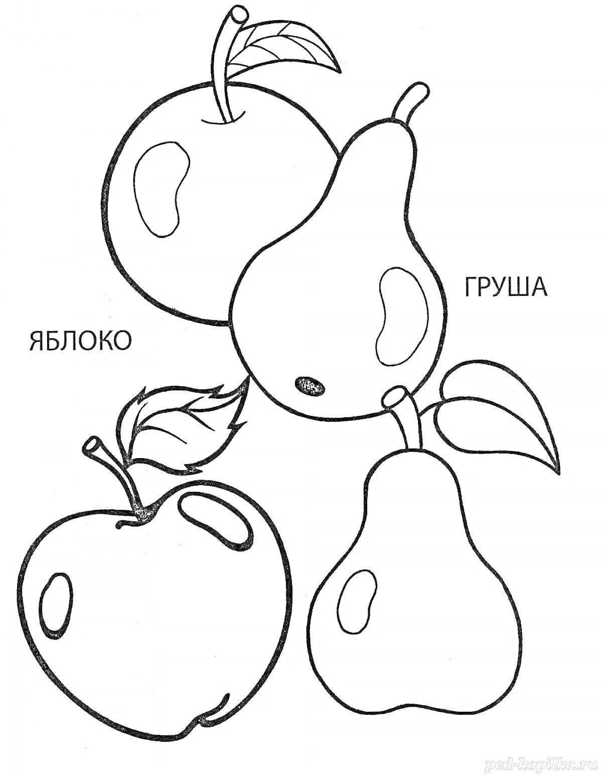 Раскраска Раскраска с яблоком и грушей, присутствуют три фрукта: два яблока и одна груша, отмечены листья и подписи на русском языке 