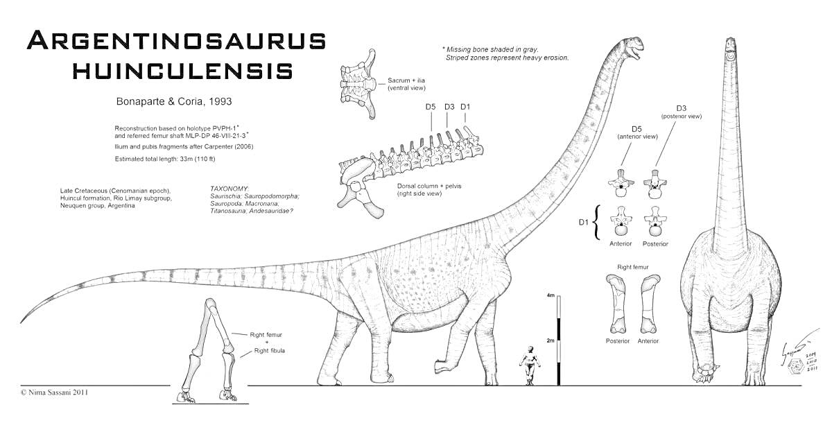 Аргентинозавр, скелет, взгляд сбоку и сзади, сравнение размеров, анатомические элементы