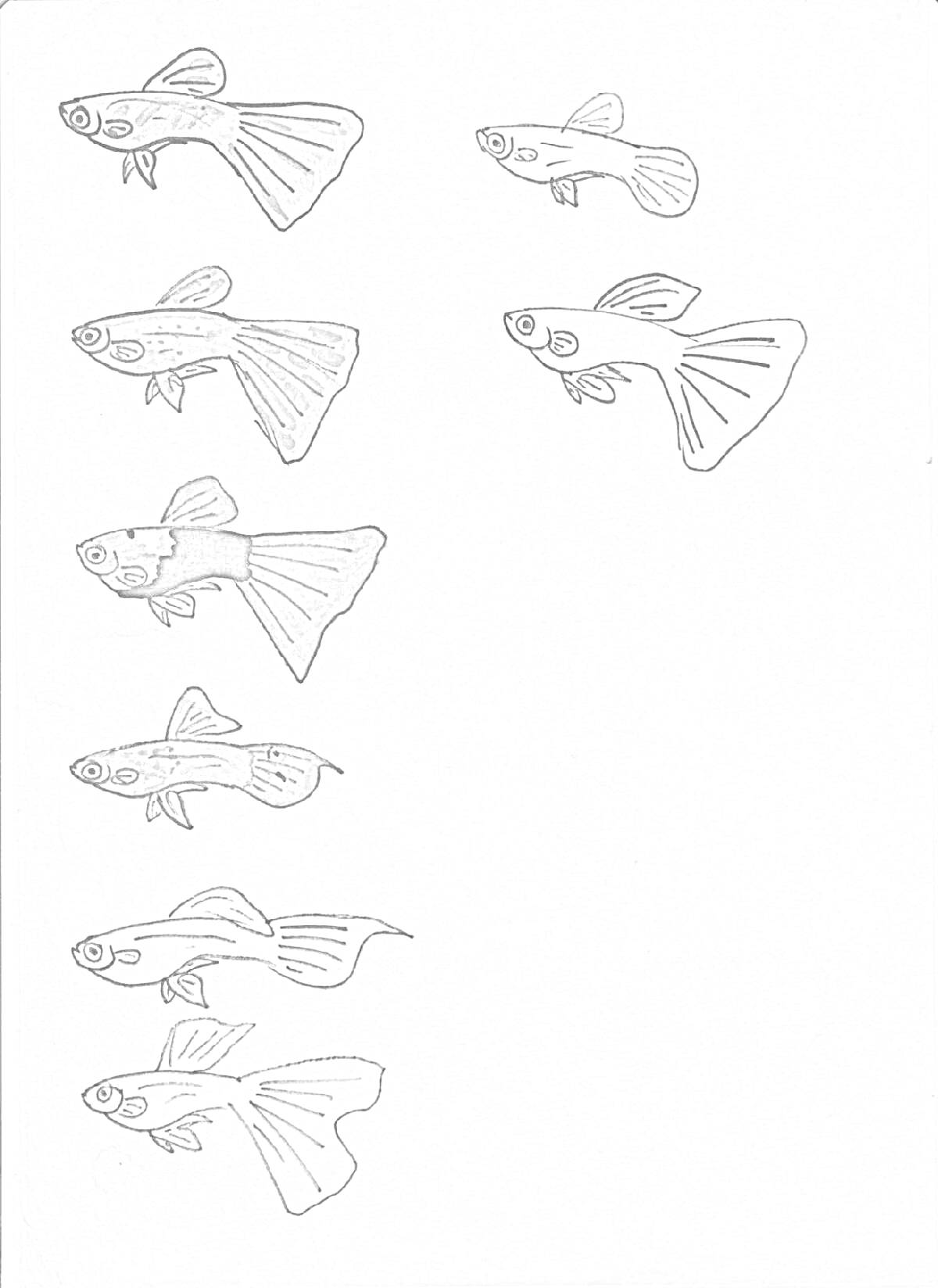 Раскраска Рыбки гуппи - шесть раскрашенных и две без цвета