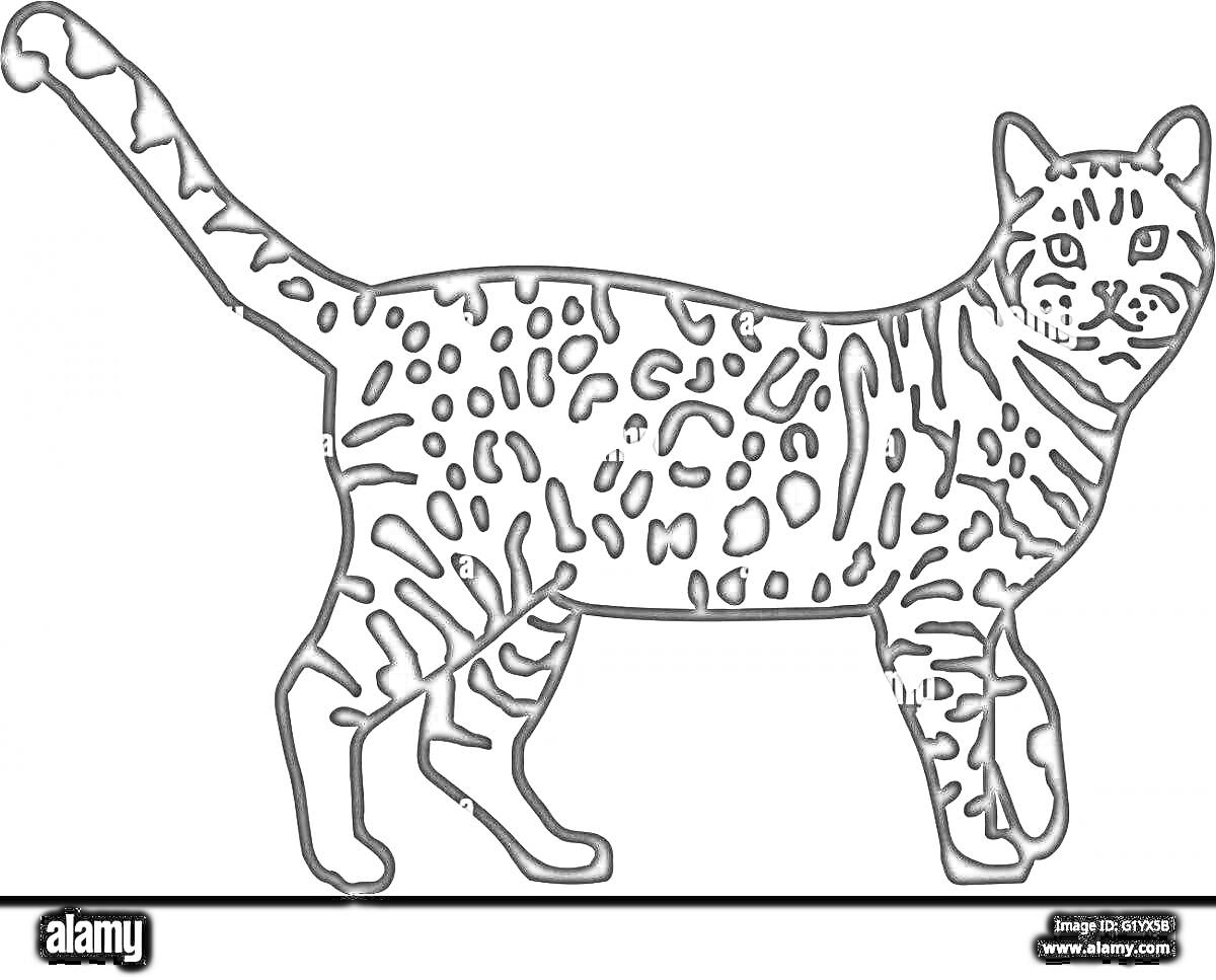 Раскраска Бенгальский кот с пятнистым рисунком на боках и хвосте, стоящий на четырех лапах, смотрящий вперед