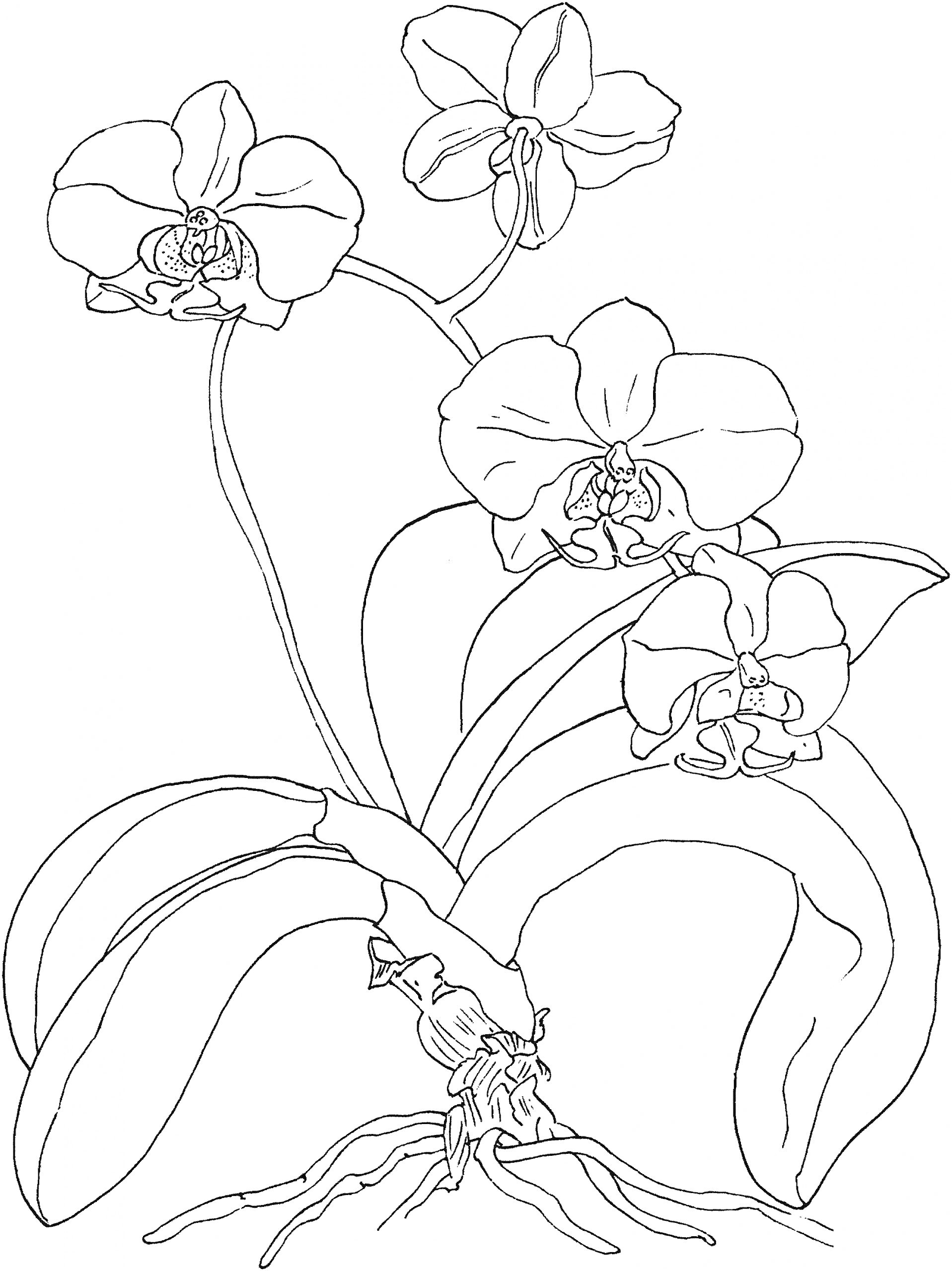 Раскраска Орхидеи с листьями и корнями