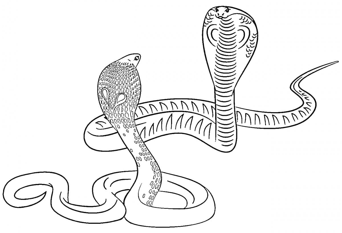 Раскраска Две кобры, змейка с поднятым капюшоном и змейка с узором на теле