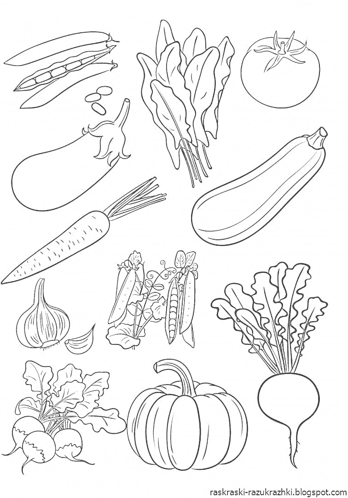 На раскраске изображено: Овощи, Баклажан, Морковь, Чеснок, Томат, Кукуруза, Тыква, Свекла