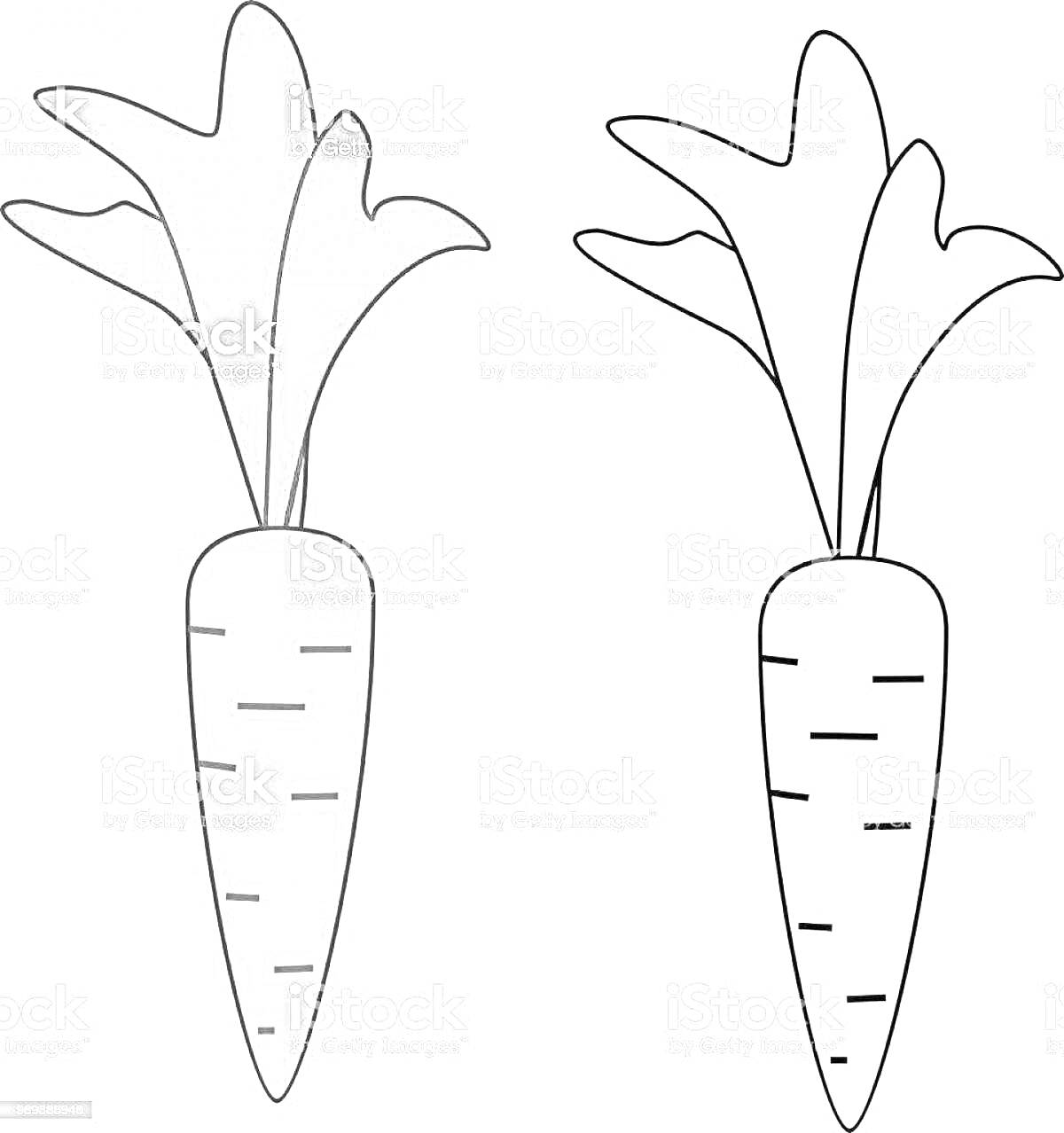 Раскраска двух морковок, одна раскрашенная, другая нет.