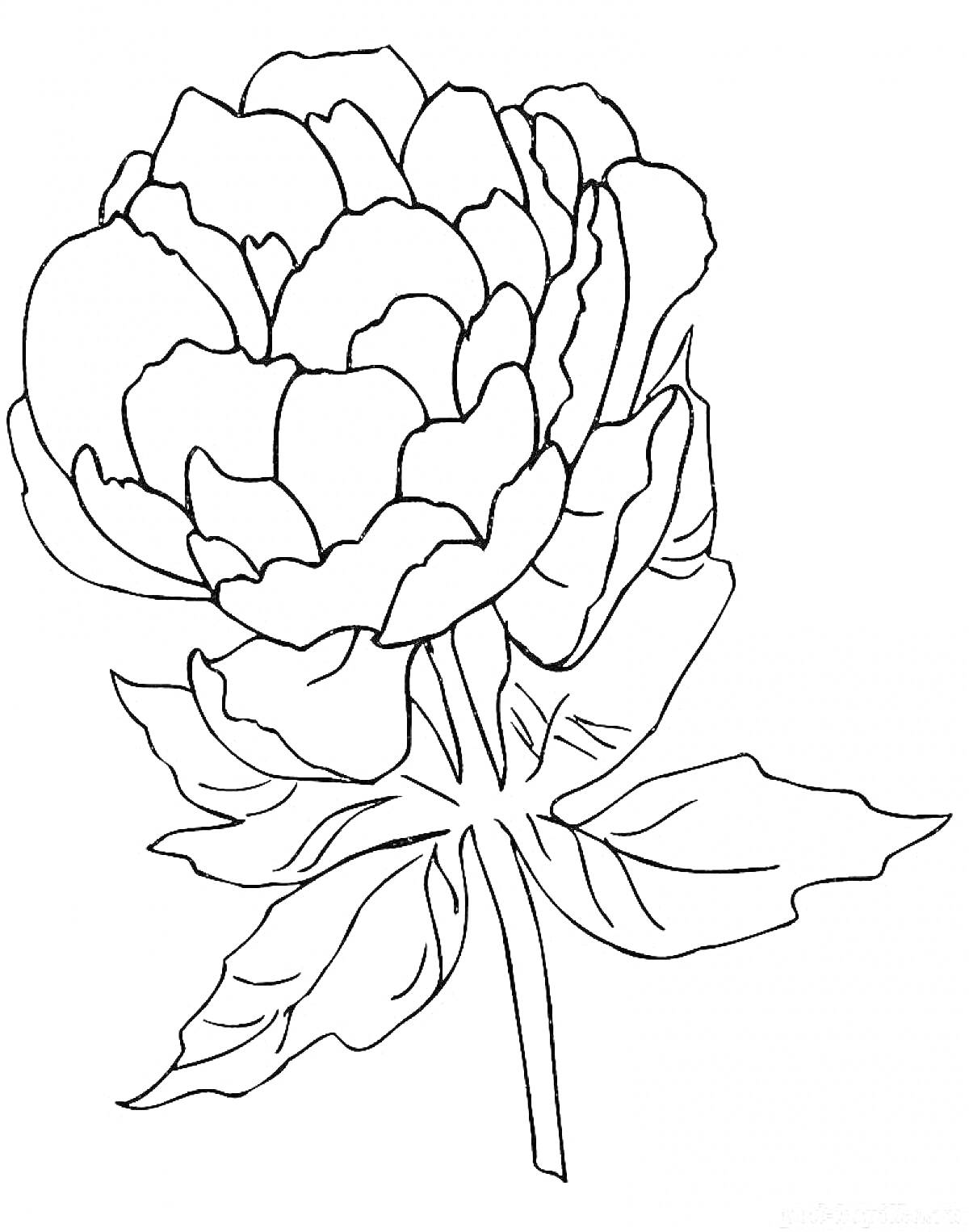 Раскраска Пион цветущий с листьями