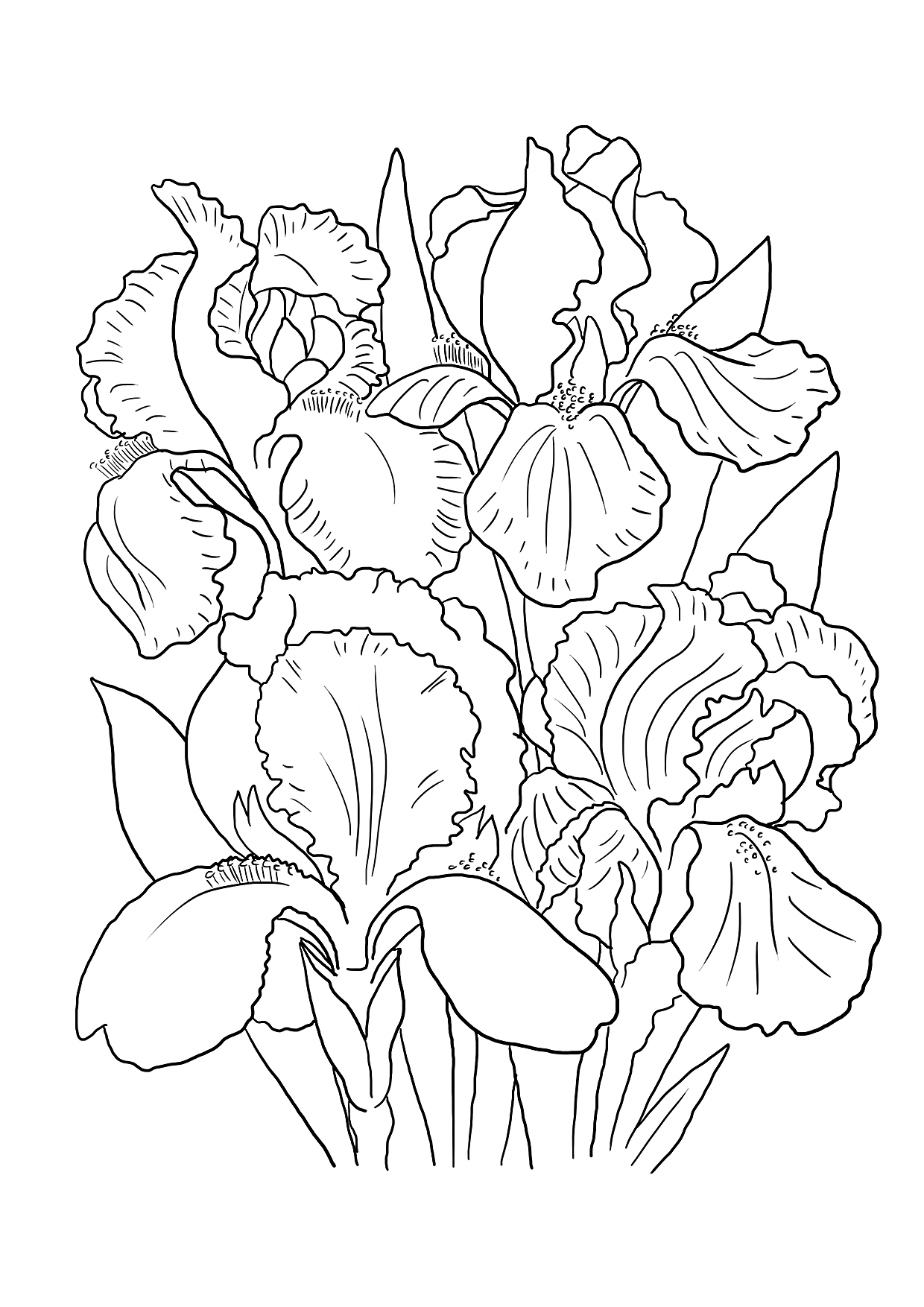 На раскраске изображено: Ирис, Цветы, Ботаника, Листья, Бутон