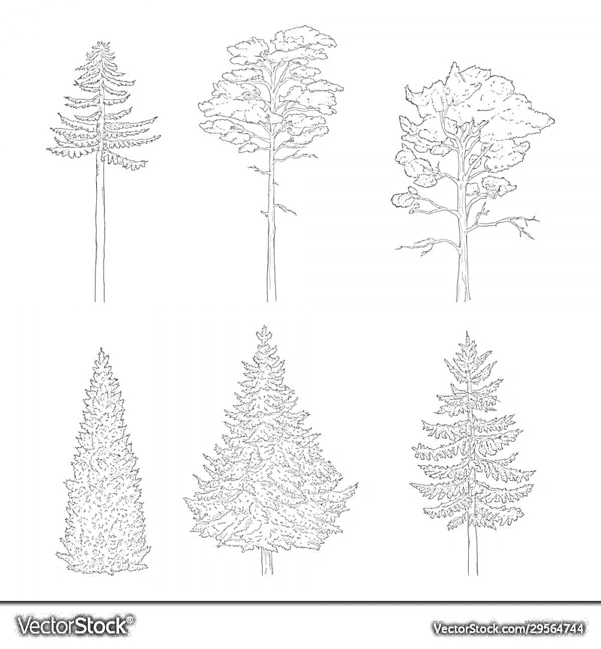 Раскраска Шесть рисунков сосен