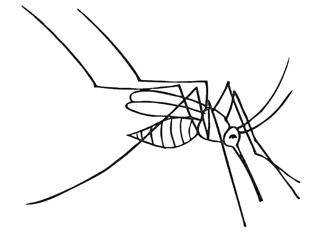 Раскраска Комар с детализацией крыльев и тела в стиле контурной раскраски