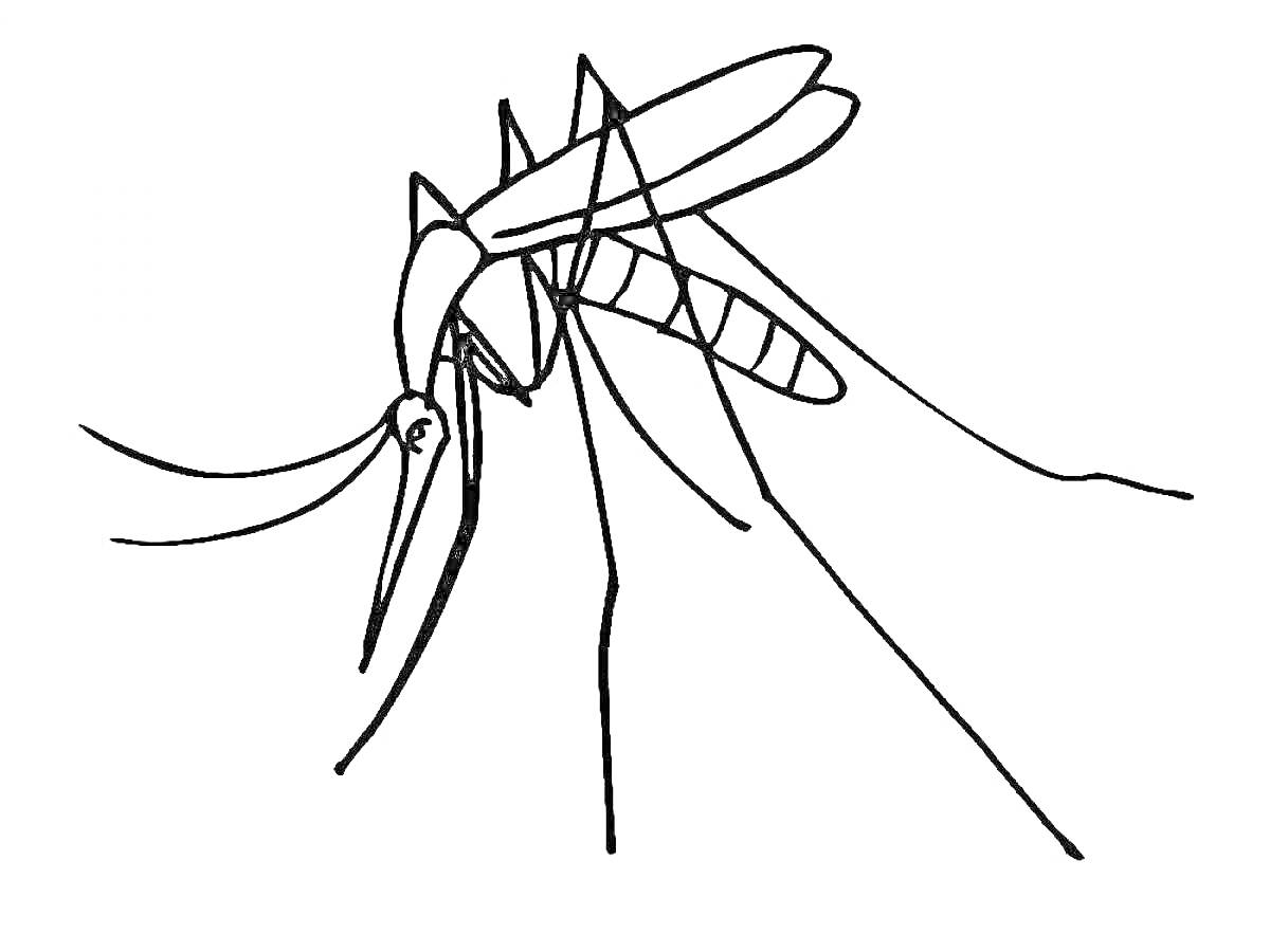 Раскраска Комар с длинными ногами, крыльями и хоботком