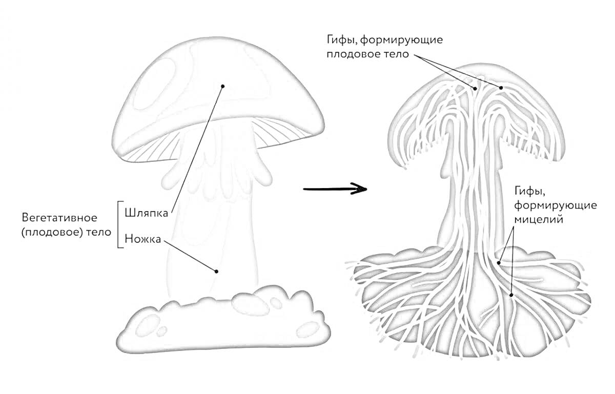 строение гриба, включающее плодовое тело, шляпка, ножка, гифы, формирующие плодовое тело, гифы, формирующие мицелий