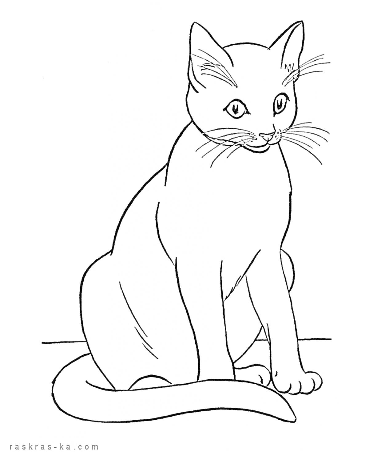 Сидящий кот с длинным хвостом, смотрящий вперед